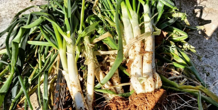 Anem de ruta per anar de calçotada! 