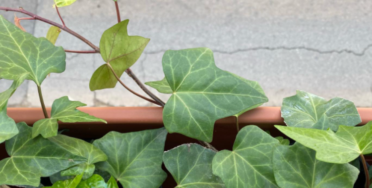 'Enverdim Covadonga' una iniciativa per transformar el gris dels carrers en espais més verds