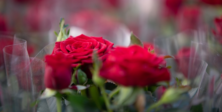 El Sant Jordi tornarà a l'ambient previ a la pandèmia | Roger Benet