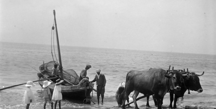 Uns bous tiren d'una barca de pesca, tipus llagut, per pujar-la a una platja. Caldes d'Estrac. Entre 1916 i 1919. Autora: Maria Codina Duran/ Arxiu Històric de Sabadell.