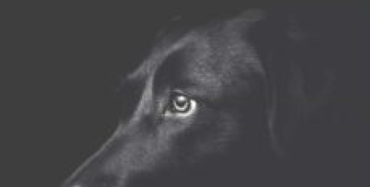 Los nombres prestados d'Alexis Ravelo 