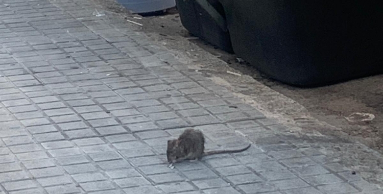 Un rossegador als carrers de Sabadell | Arxiu 