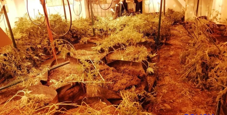 Imatge de la plantació del barri de Gràcia | Policia Municipal de Sabadell