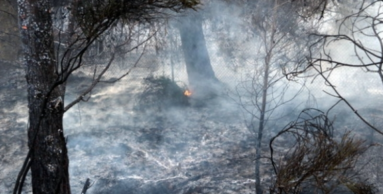 Les pluges dels últims dies han reduït el risc d'incendis als Boscos del Vallès