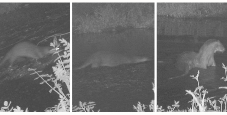 Imatges de la llúdriga captada pel riu Ripoll | ADENC