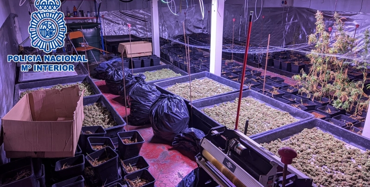 La Policia Nacional desmantella una plantació de marihuana a Polinyà | Cedida