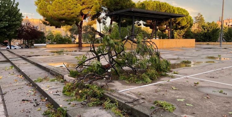 Un dels arbres caiguts a la plaça Picasso | Cedida