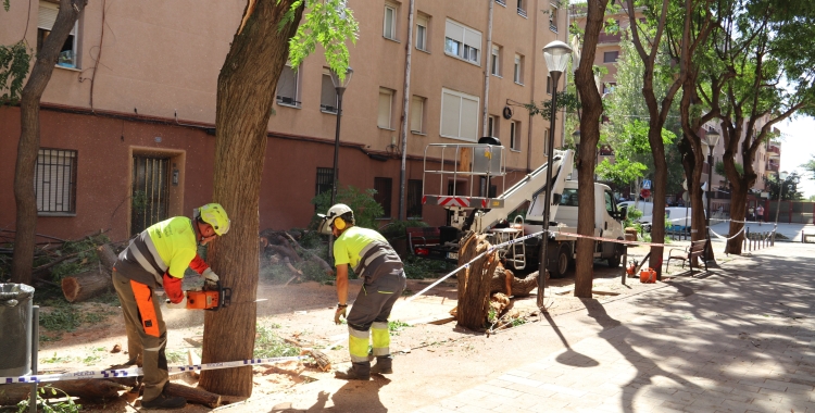 Els operaris retiren arbres danyats pel tornado | Cedida