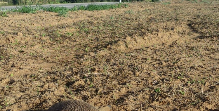 Els caçadors reivindiquen que fan "una tasca social" per rebaixar la densitat de senglars | Cedida