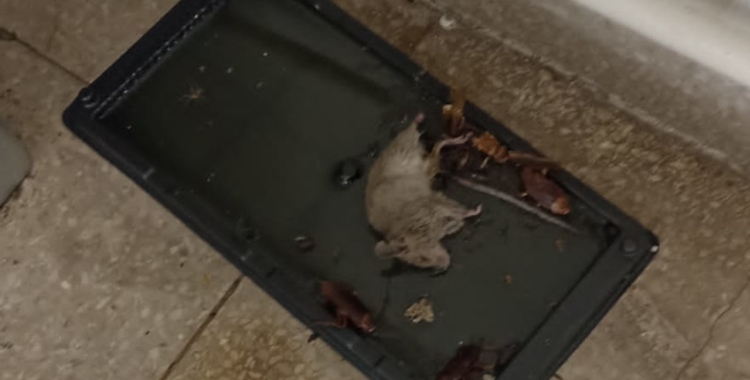 Un ratolí, en una trampa de Can Marcet/ Cedida 