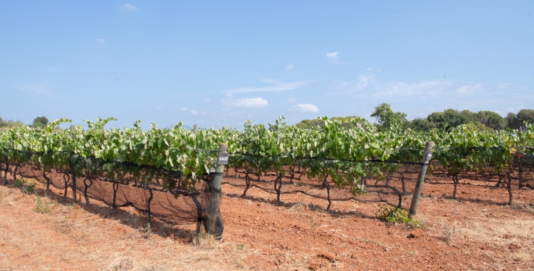 La Fundació Miquel Agustí està fent una feina de conscienciació de la petjada hídrica que hi ha darrera el consum d'aliments | Mireia Sans