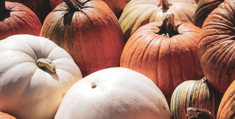 El Teler demana una regulació pròpia per aquest productors, perquè és essencial donar-los a conèixer | Cedida