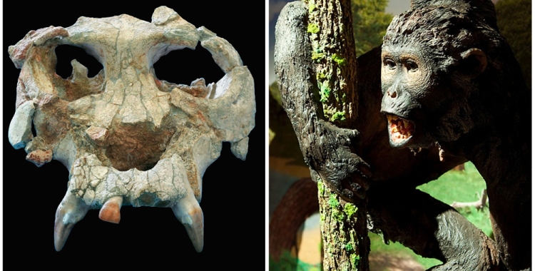 Pau, exemplar del Pierolapithecus catalaunicus (Museu de l'ICP)