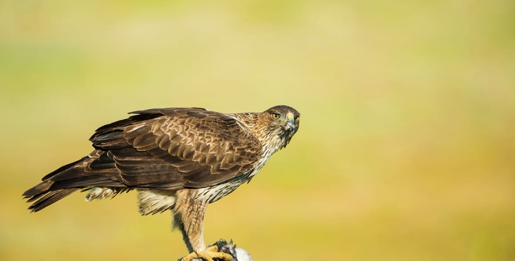 Una parella d'àligues perdigueres viu al Parc | Diputació