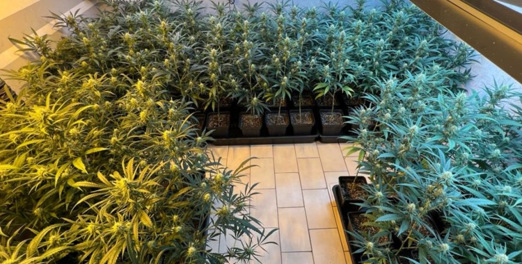 Plantació de marihuana en una casa de Barberà | Cedida