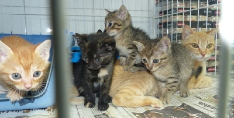 La Llei de benestar animal s'ha aprovat al Consell de Ministres i ara haurà de fer els tràmits parlamentaris | Arxiu