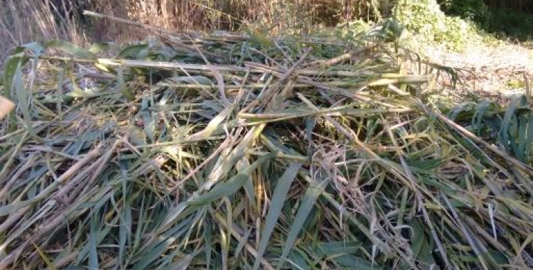 La canya americana és una de les espècies invasores a Catalunya i molt present al Ripoll | ADENC