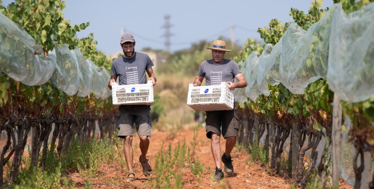 La climatologia afecta a la viabilitat dels cultius | Roger Benet