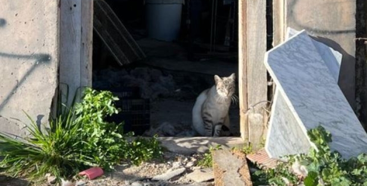 El Solar dels Gats espera poder-se traslladar a l'espai provisional aquesta setmana | Cedida