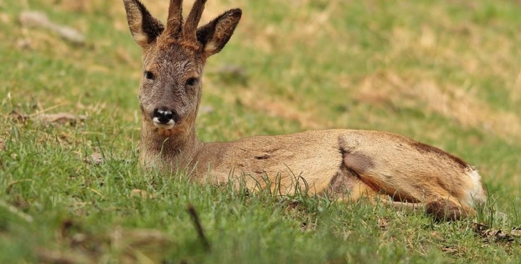 A l'Espai Natura ha detectat ja la presència d'aquest animal a l'entorn de la Masia de Can Deu | Cedida