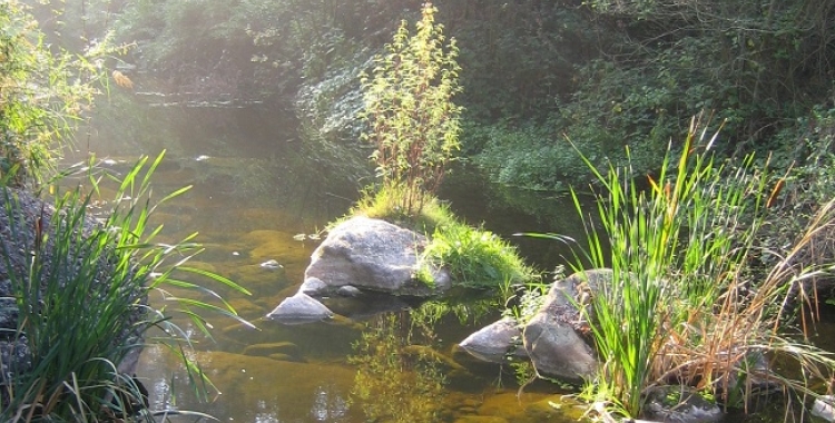Imatge del riu Ripoll (cedida) 