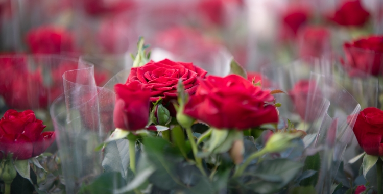 El preu de les roses i els complements han pujat un 5 per cent | Roger Benet
