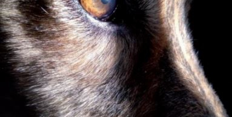 'Quan un àngel et toca amb les seves ales' és el títol del primer llibre de l’escriptora manresana Olga Ferriz.