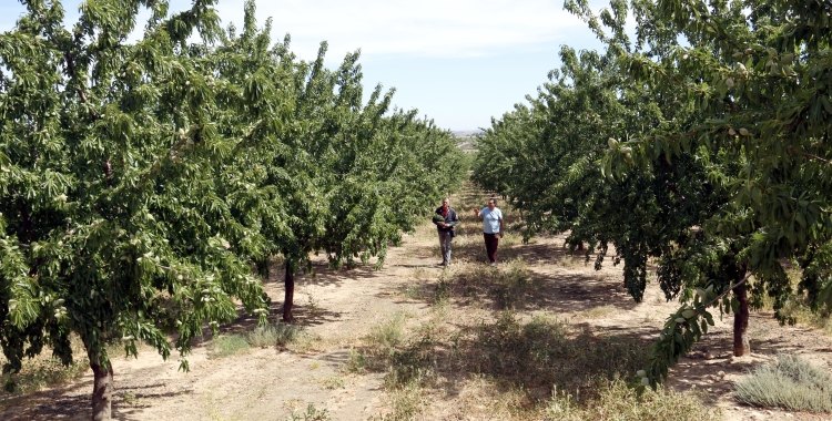 El Col·legi d'Agrònoms demana millores en els regs de Catalunya | ACN 