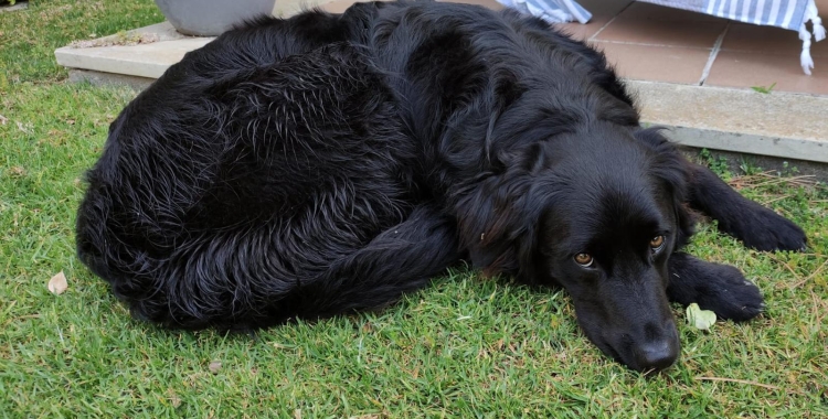 Els veterinaris recomanen buscar espais tranquils i medicació en els casos extrems | Pau Vituri