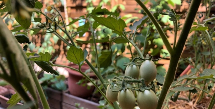 Imatge de l'hort de l'Ester Casanovas 