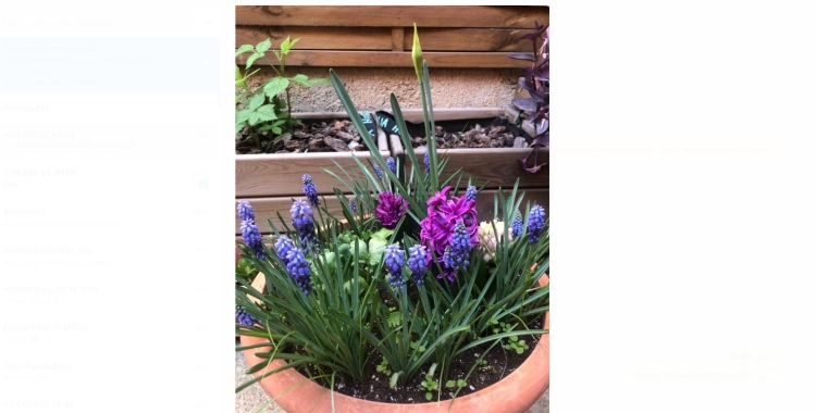 Pagesos de ciutat: Lasanya de bulbs de flors de primavera