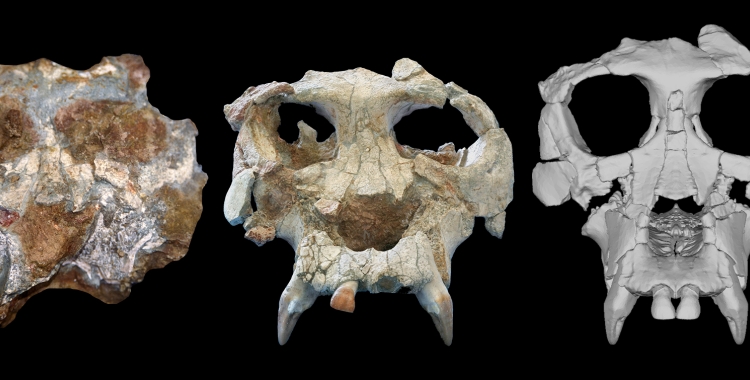 L'IPC i l'American Museu of Natural History han reconstruït la cara del Pierolapitecus Catalaunicus, el Pau | Cedida