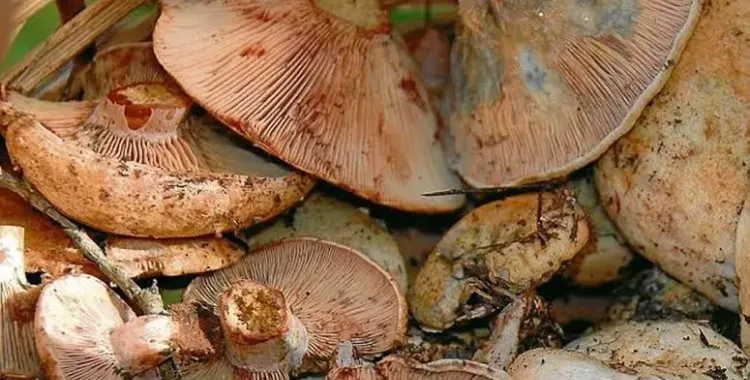  Els bolets de tardor 2023 a Catalunya 