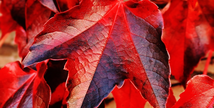 Aquest cap de setmana baixaran les temperatures i es normalitzaran per l'època | Pexels