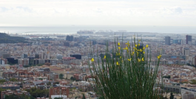 Un estudi del CREAF alerta que l'increment de temperatures està tenint conseqüència en les plantes | CREAF
