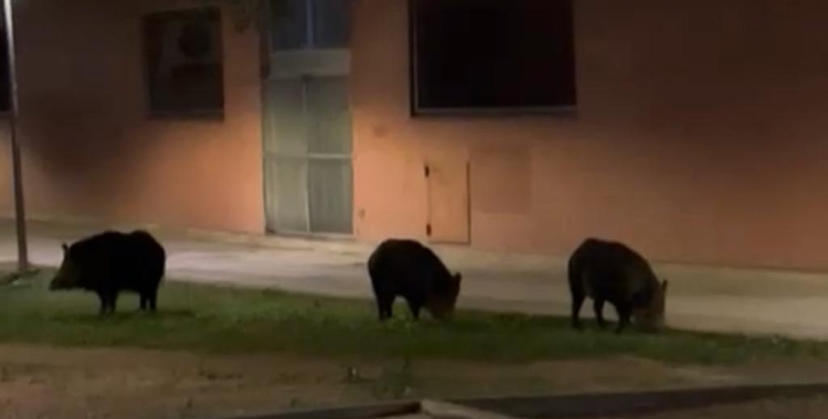 Els senglars han destrossat aquest cap de setmana un ascensor | Cedides