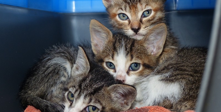 Busquen recaptar fons per a la instal·lació d’un sistema d’aerotèrmia als patis dels gats i els cadells de gossos