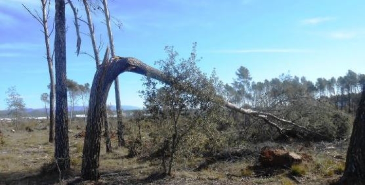 Les ventades van afectar un 80% dels arbres del bosc de Can Deu | Arxiu