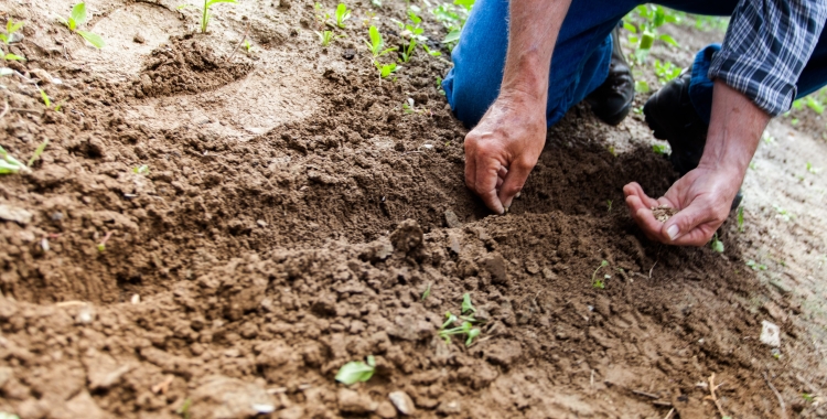 Les llavors provenen de col·lectes realitzades entre els agricultors | Binyamin Mellish