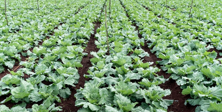 Gener: aquests són els aliments que pots plantar aquest mes