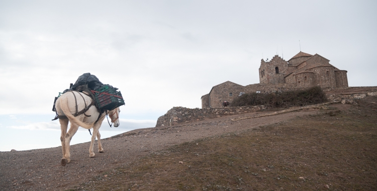 Una de les mules arribant al cim de La Mola | Roger Benet