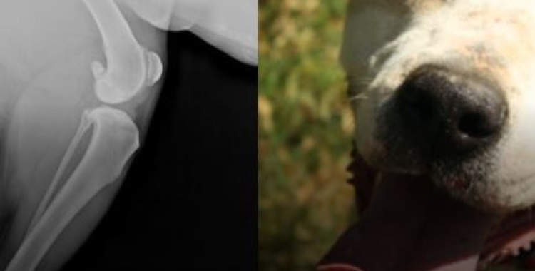 Jumbo, un dels gossos de la protectoa 