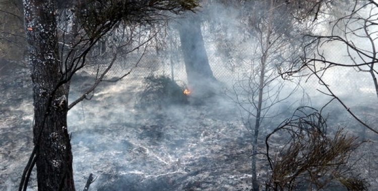Imatge d'un bosc cremant | Arxiu