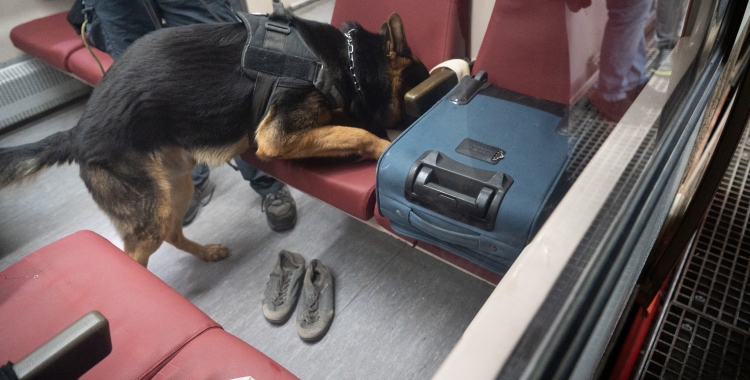 un gos de la unitat canina dels Mossos en un exercici a l'antiga estació de ferrocarrils de la Rambla de Sabadell