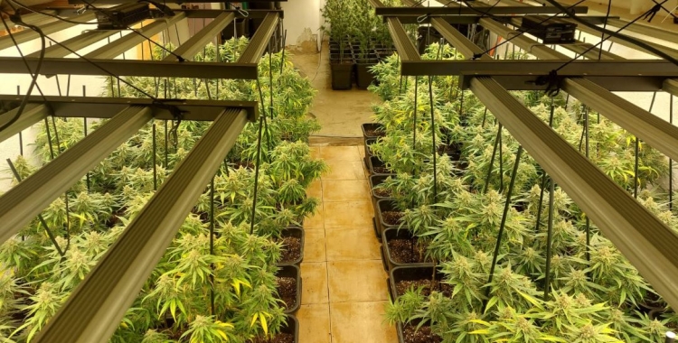 Plantes de marihuana en filera