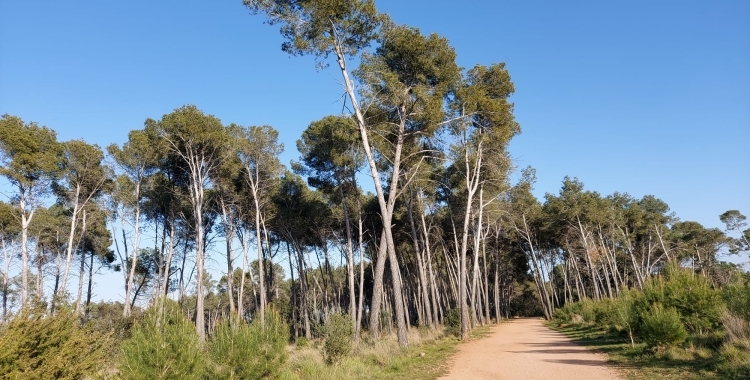 Prohibició de fer fosc al bosc