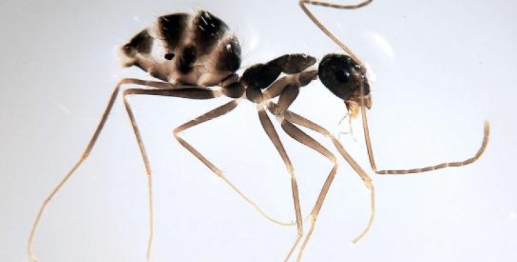 La imatge d'una de les formigues boges | Creaf