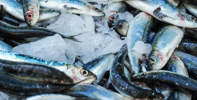 Peixos a punt per vendre | Cedida