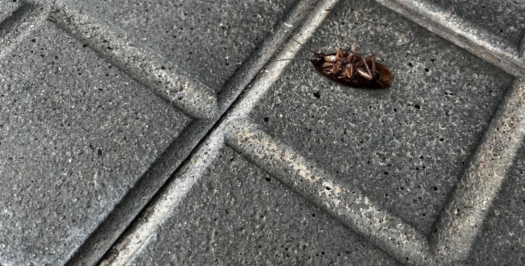 Una panerola al terra d'un carrer de Sabadell | Mireia Sans