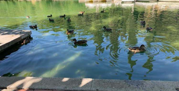 Ànecs del Parc Catalunya de Sabadell